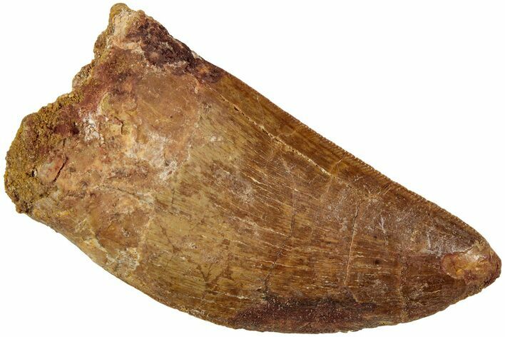 Carcharodontosaurus Tooth - Real Dinosaur Tooth #234290